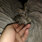 energisedelectrode - kik username