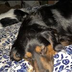 Cat - snapchat username