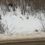 Tapfap - kik username