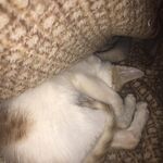 Honey - kik username