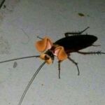 Humanate - kik username