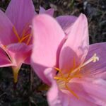 Vaishali - kik username