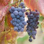 Naeem - instagram username