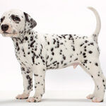 Jackalyn Anderson - kik username