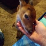 John green - kik username