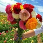 sarfraz - kik username