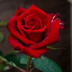 Trecey_Here - kik username