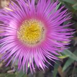 lovejoy - kik username