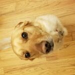 Draco - kik username