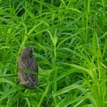 Frankie - kik username