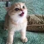 mimou - kik username