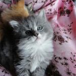 nelinora - instagram username