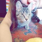 rosetinram - snapchat username