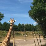 Sir WantaLot - kik username