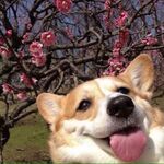 nilbert12 - kik username