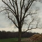 Chrs1485 - kik username