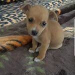 gus_8647 - snapchat username