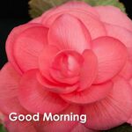 Raj69 - kik username