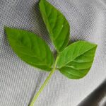 Karthik  - kik username