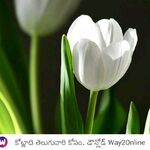 suri - instagram username