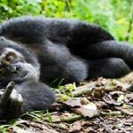 Sailf72 - kik username