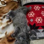 Lucas - kik username