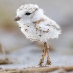 hua - instagram username