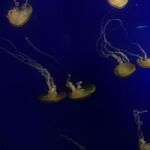 Dannyaguirre10 - snapchat username